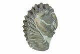 Wide, Enrolled Flexicalymene Trilobite - Indiana #287747-1